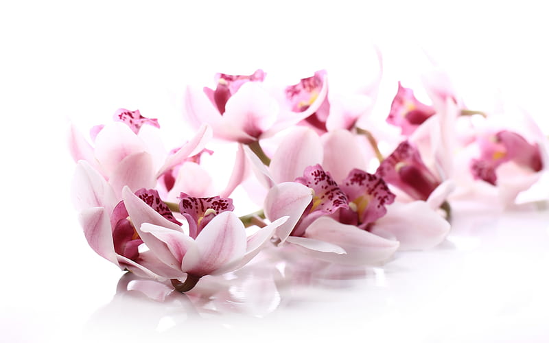 pink orchids, beautiful pink flowers, orchid branch, floral background, orchids, background with orchids, orchids on a white background, HD wallpaper