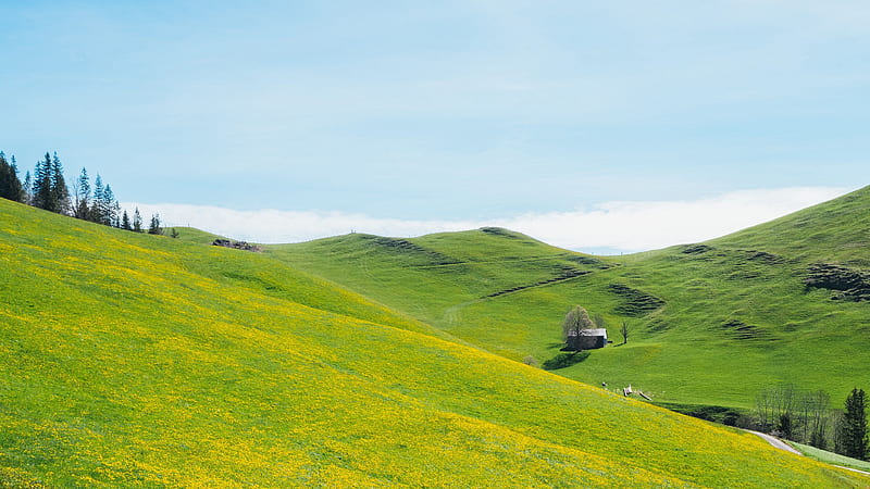 Slope Lawn Yellow Flowers Mountains House Under Blue Sky Nature, HD wallpaper