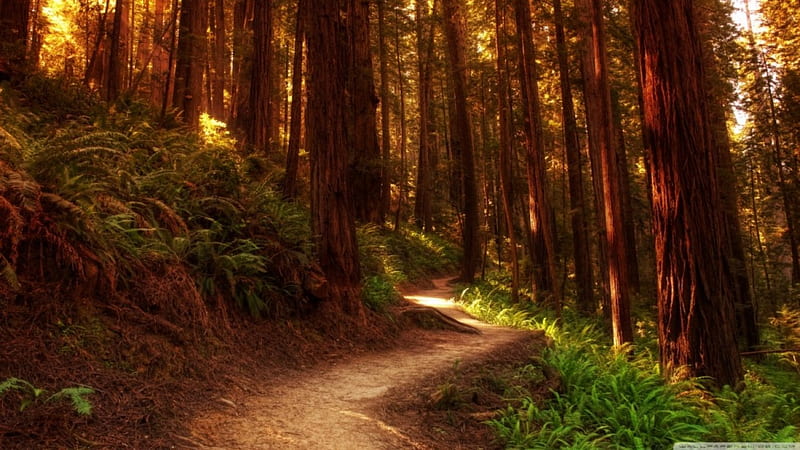 Path in a forest, path, forest, 1366x768, HD wallpaper