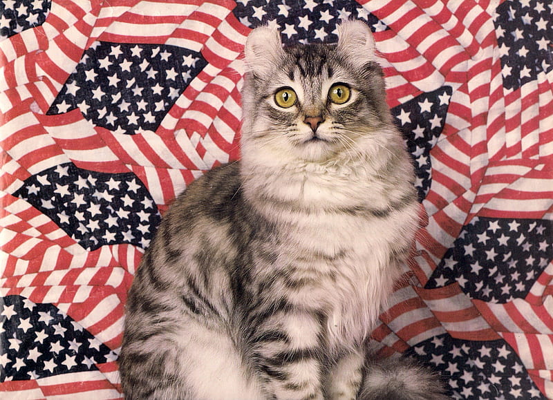 American curl cat, cute, pet, cat, flag, American curl, HD wallpaper