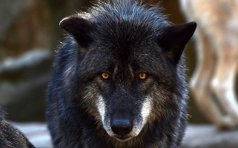 black wolf, predator, wildlife, forest animals, wolves, HD wallpaper