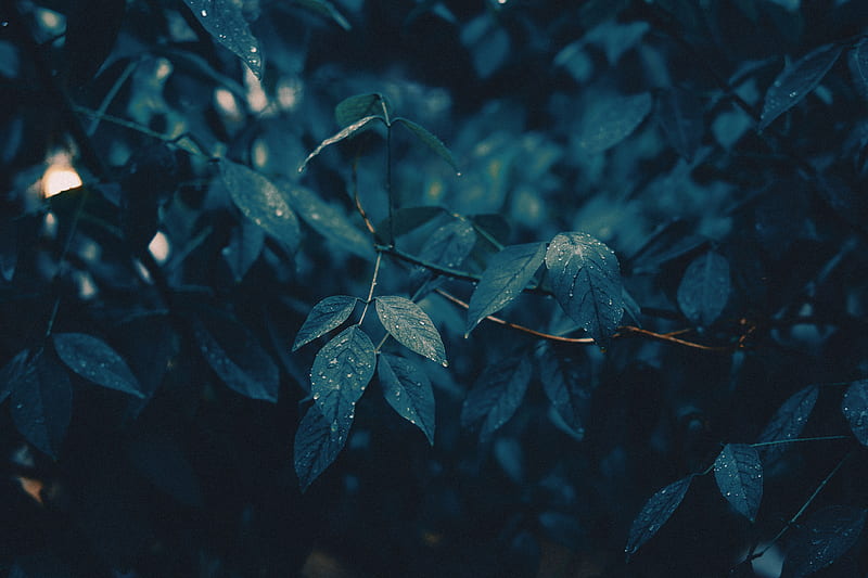 leaves, branches, wet, rain, drops, HD wallpaper