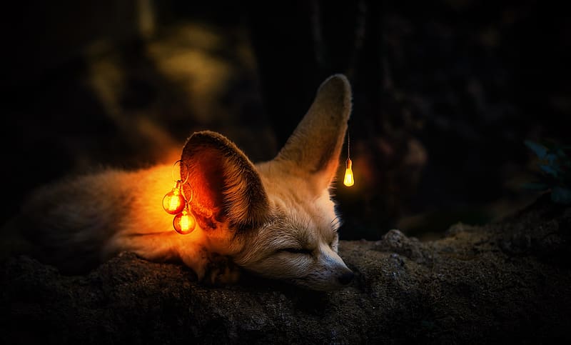 Light Bulb, Sleeping, , Fennec Fox, HD wallpaper