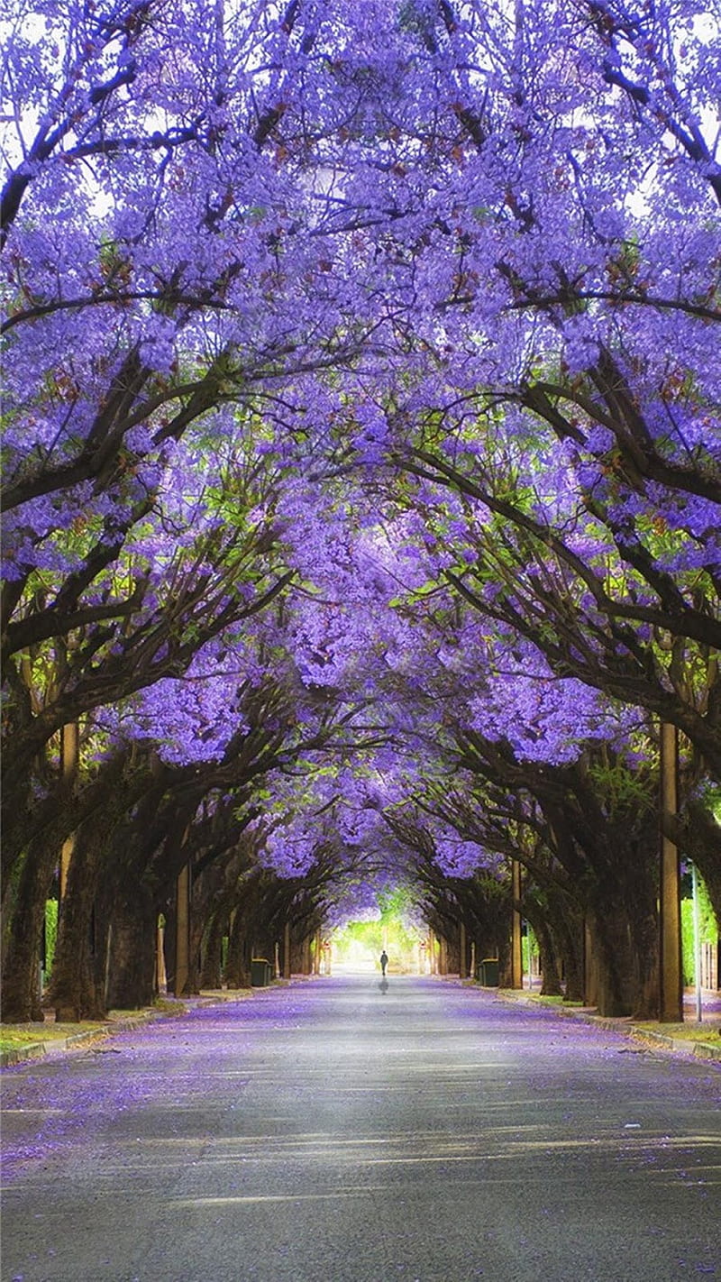 Violet street, bonito, flowers, forks, jasmin, leave, purple, road, rose, HD phone wallpaper