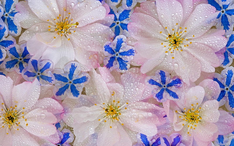 Flowers, albastru, flowers, rosee, apa, rocio, dew, water, blue, roua, aqua, nature, flori, flowers, blue, HD wallpaper