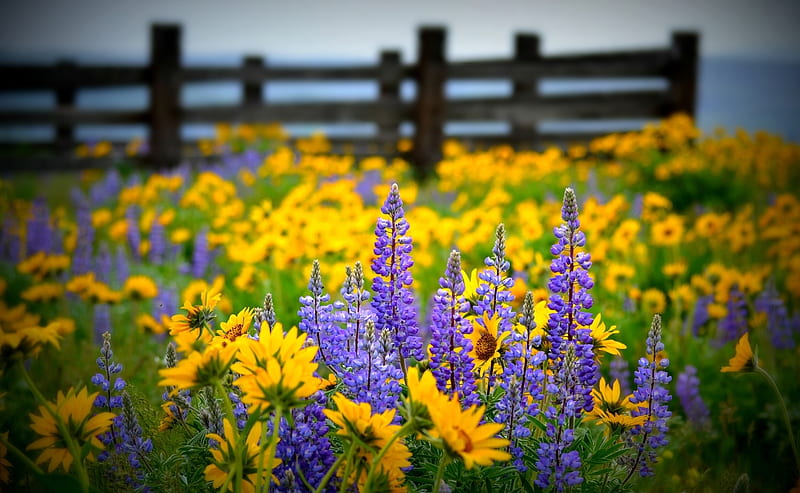 Flores silvestres cerca de la cerca, bonita, flores silvestres, naturaleza,  flor, Fondo de pantalla HD | Peakpx