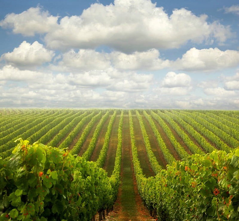 Lines of grapes, skies, grape, cloud, field, HD wallpaper