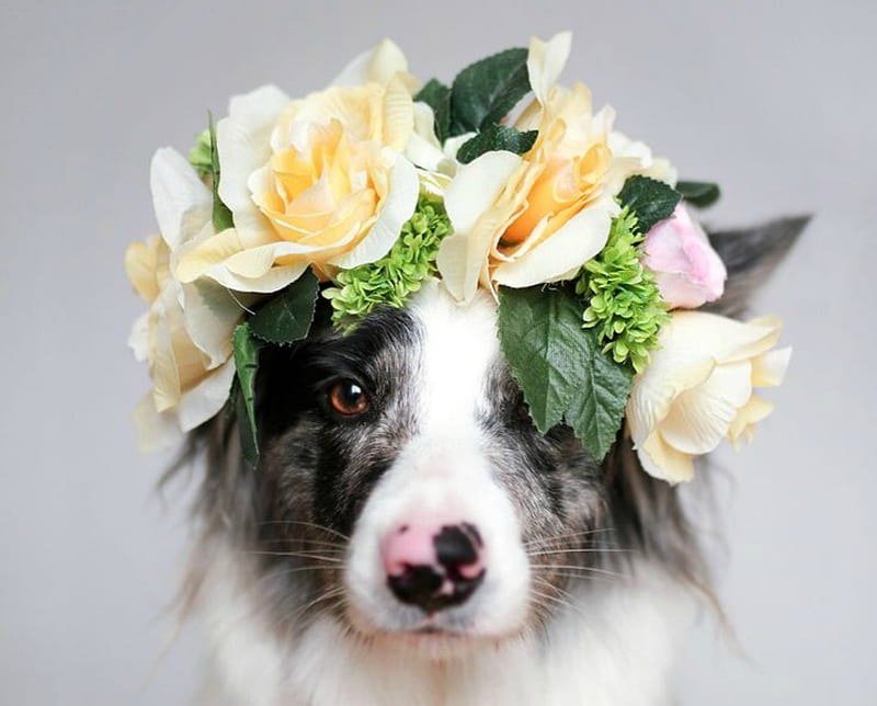 Just being pretty, wreath, australian shepherd, rose, caine, black, yellow, animal, border collie, martyna ozog, white, puppy, dog, HD wallpaper