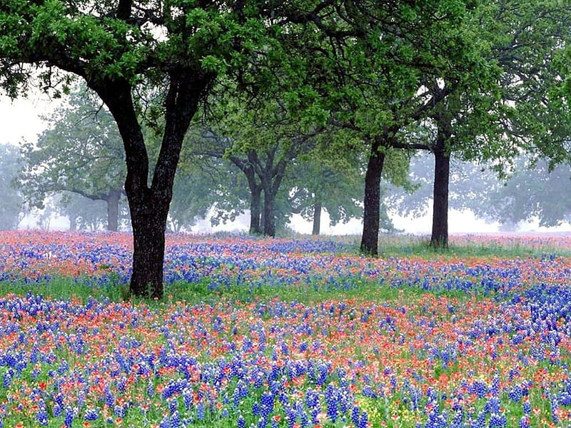 texas bluebonnets, flowers, nature, trees, field, HD wallpaper