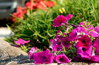 El color morado, petunias moradas, flores moradas, flores de verano, Fondo  de pantalla HD | Peakpx