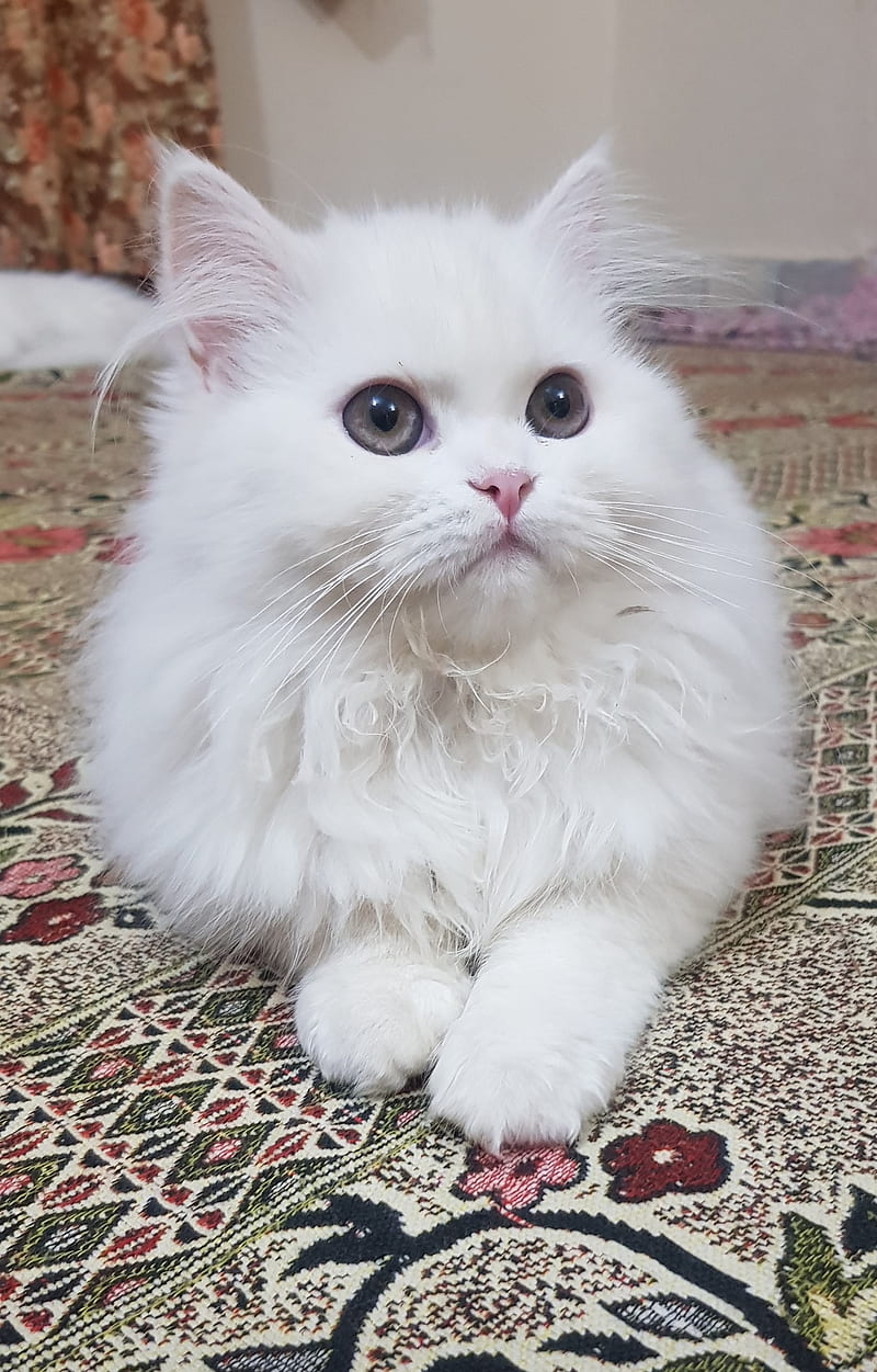 Persian Cat, cat, kitten, little, HD phone wallpaper | Peakpx