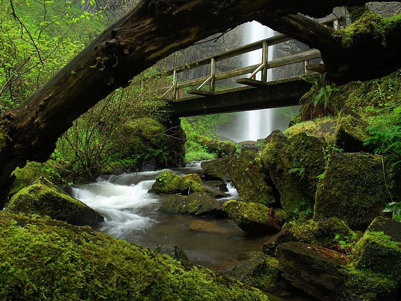 Bridge Waterfall, rocks, stream, grass, background, curtain, cenario, fog, nice, stones, multicolor beauty, paisage, wood, rivers, paysage, rapids, cena, smoky, trees, waterfalls, panorama, water, cool, mountains, awesome, hop, fullscreen, landscape, fence, colorful, bonito, grasslands, graphy, leaves, roots, cascades, bridge, moss, grove, scenery, falls forest, amazing, shadow, colors, creek, swell, leaf, paisagem, plants colours, nature, branches, pc, natural, scene, HD wallpaper