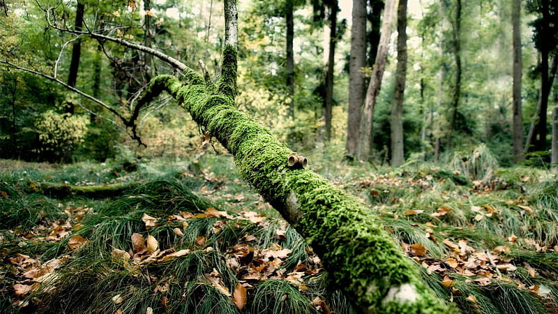 fallen tree in forest-Forest plants, HD wallpaper