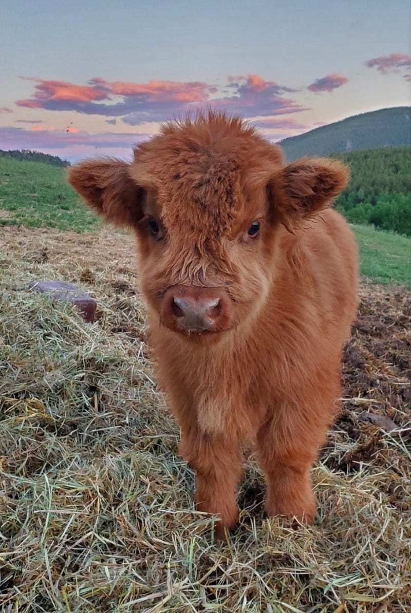 audree on cute. Cute baby cow, Cute animals, Baby farm animals, Funny Farm Animals, HD phone wallpaper