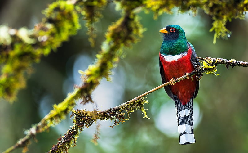 Cuban Tocororo, bird, red, colorful, exotic, green, pasari, HD wallpaper