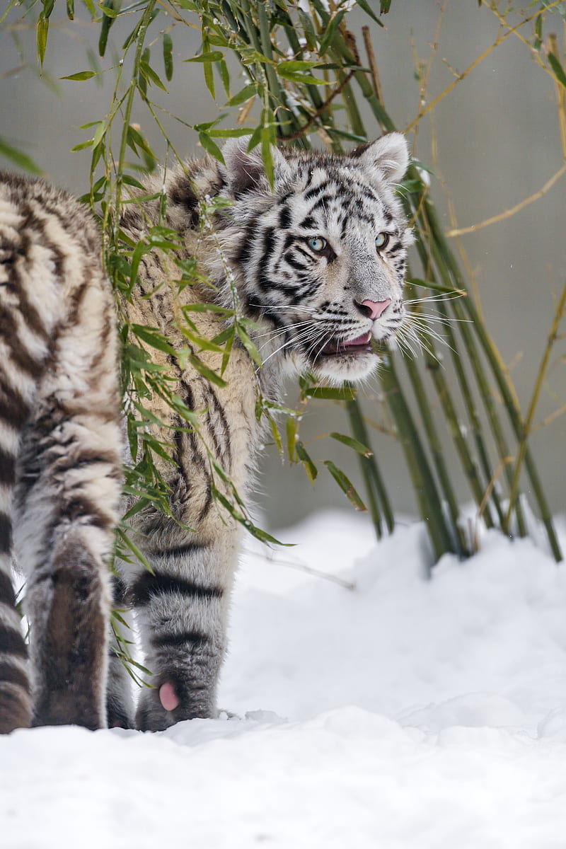 white tigress, tiger, pose, big cat, predator, snow, HD phone wallpaper