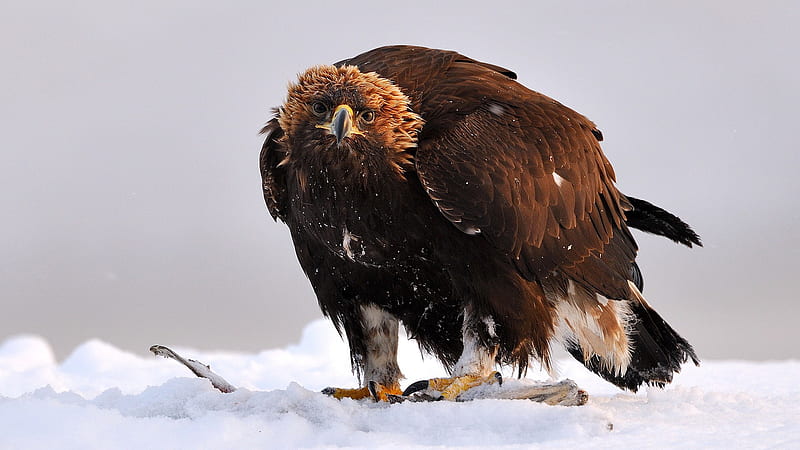 snow, Birds, Eagles, Golden, Eagle / and Mobile Background, HD wallpaper