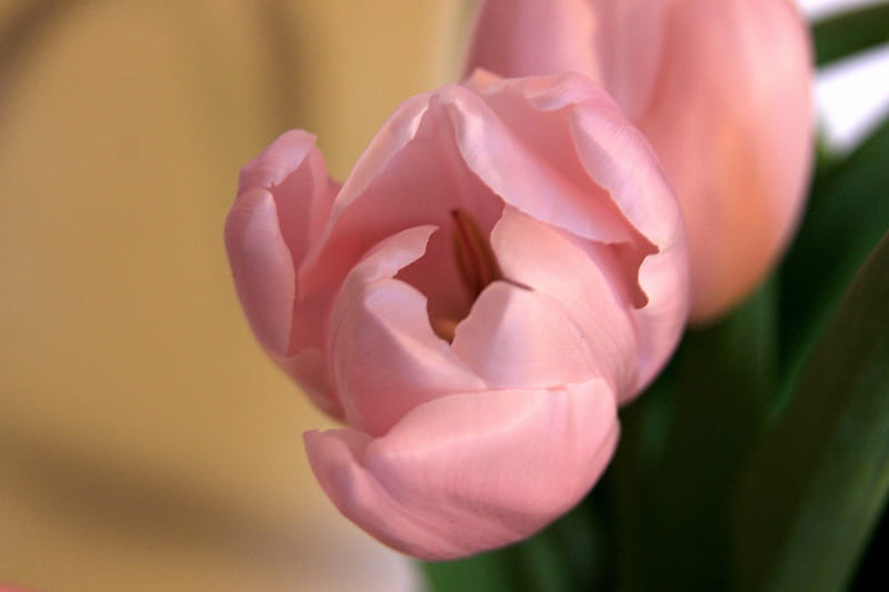 Desktop Wallpaper, Salmon Pink Blush