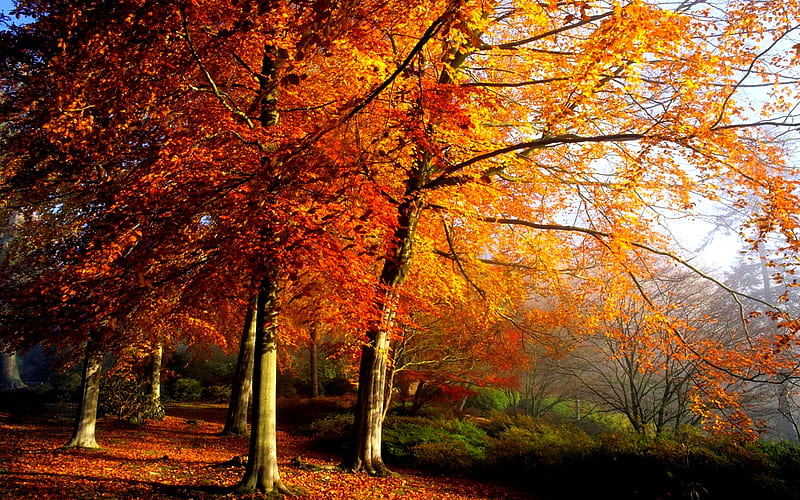 AUTUMN TREES, forest, autumn, nature, season, trees, HD wallpaper | Peakpx