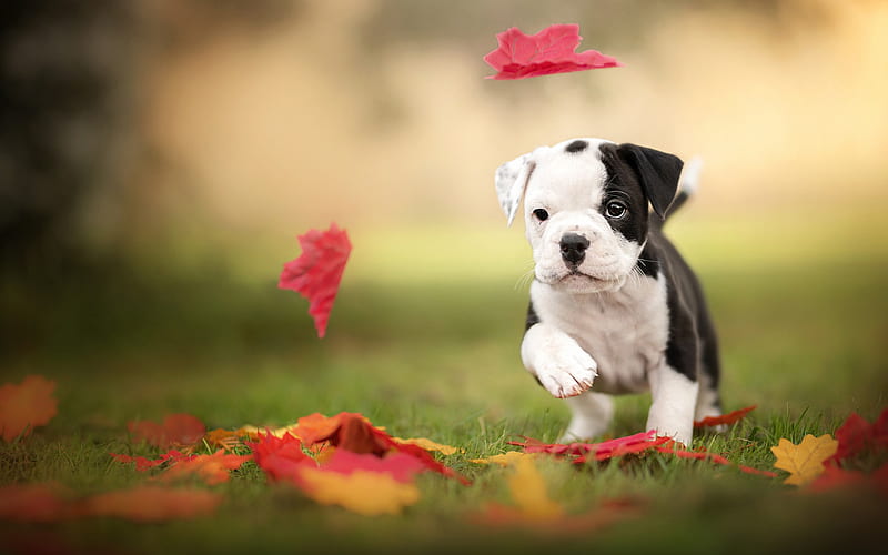 english bulldog, small white black puppy, pets, small dog, cute animals, dogs, autumn, HD wallpaper