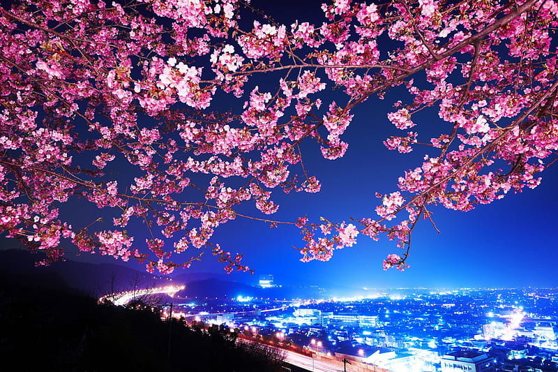 Spring in Japan, tree, city, blossoms, evening, lights, cherry, HD wallpaper