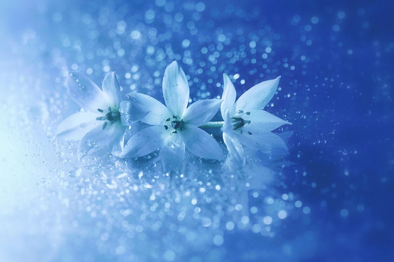Three Graces, flowers, nature, blue, graces, HD wallpaper