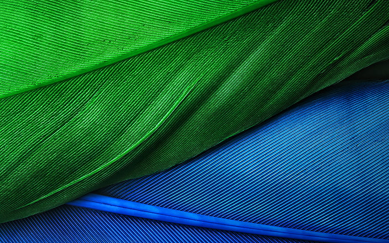 colorful feathers, macro, feathers textures, background with feathers, feathers patterns, HD wallpaper