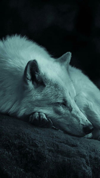 anime wolf sleeping