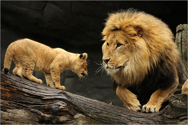 BROTHERS, feline, wild, cub, lion, animal, HD wallpaper
