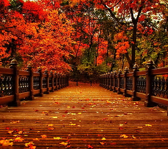fall backgrounds for computer hd