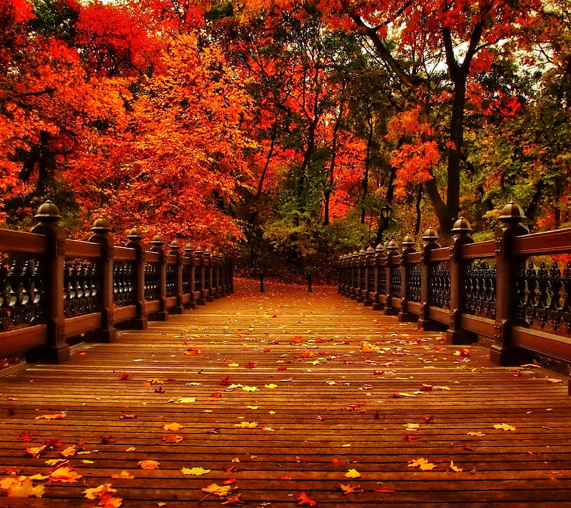 Autumn, bridge, falls, leaves, trees, HD wallpaper