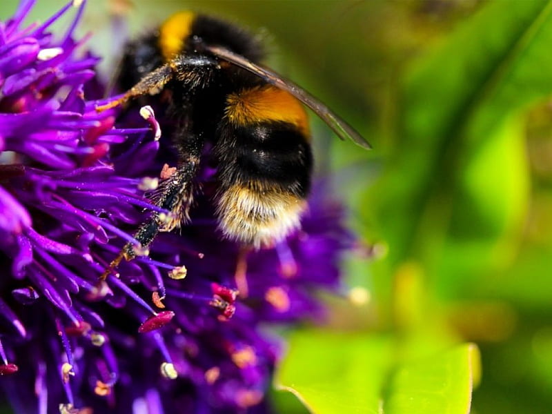 a Bee, bee, visit, insect, flowers, garden, nectar, sweet, HD wallpaper