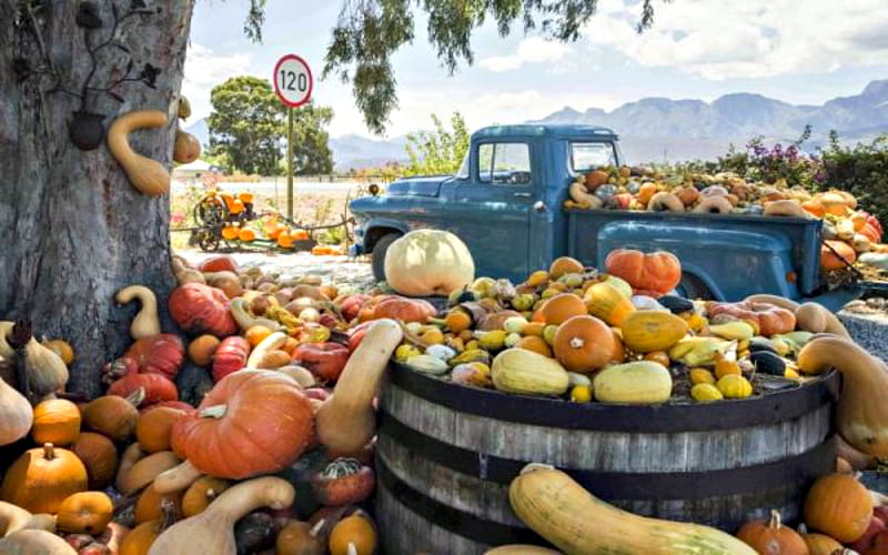 Pumpkins Gourds And Truck, Blue, Gourds, Pumpkins, Truck, Tree, HD wallpaper