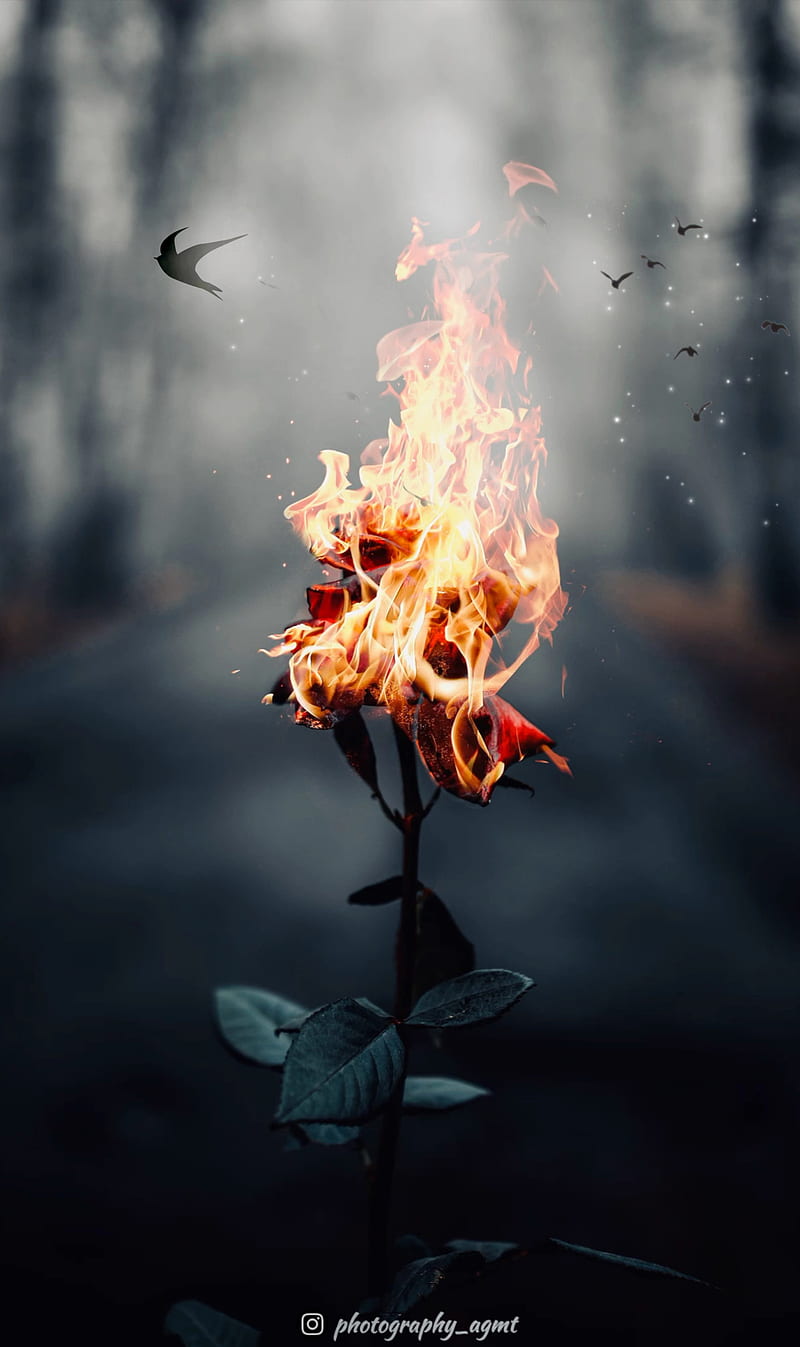 Fire On Flower, alphabet, dios, explosion, god, jesus, letter, letters, nuclear, xmas, HD phone wallpaper