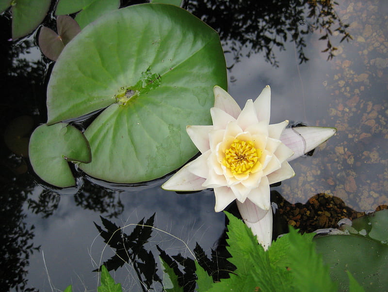 Water lily, water, flower, lily, nature, white, HD wallpaper