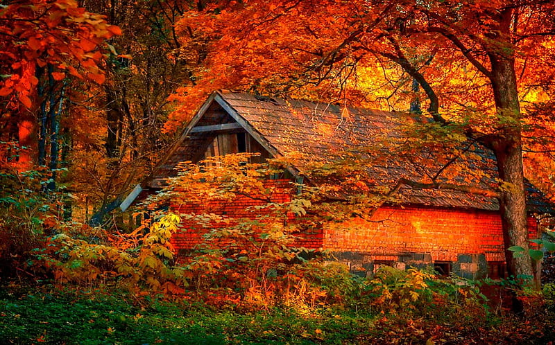 October, fall, pretty, colorful, autumn, glow, falling, shine, bonito ...