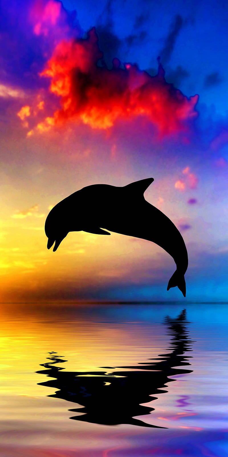 Beautiful Pink Sunset with Beautiful Dolphin  Dolphin images Dolphin  art Sunset pictures