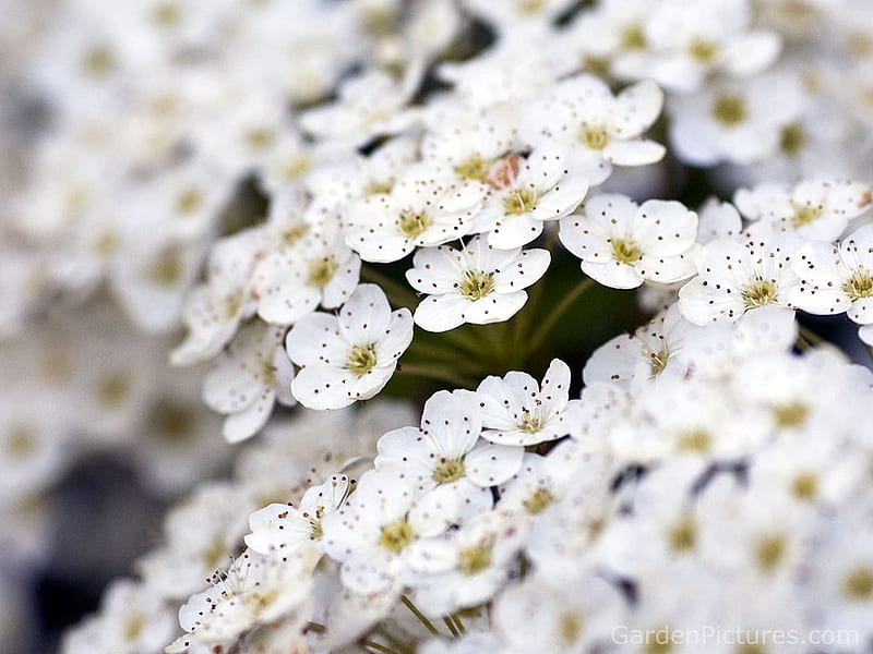 Flores blancas, hermosas, flores blancas, tallos verdes, petite, Fondo de  pantalla HD | Peakpx