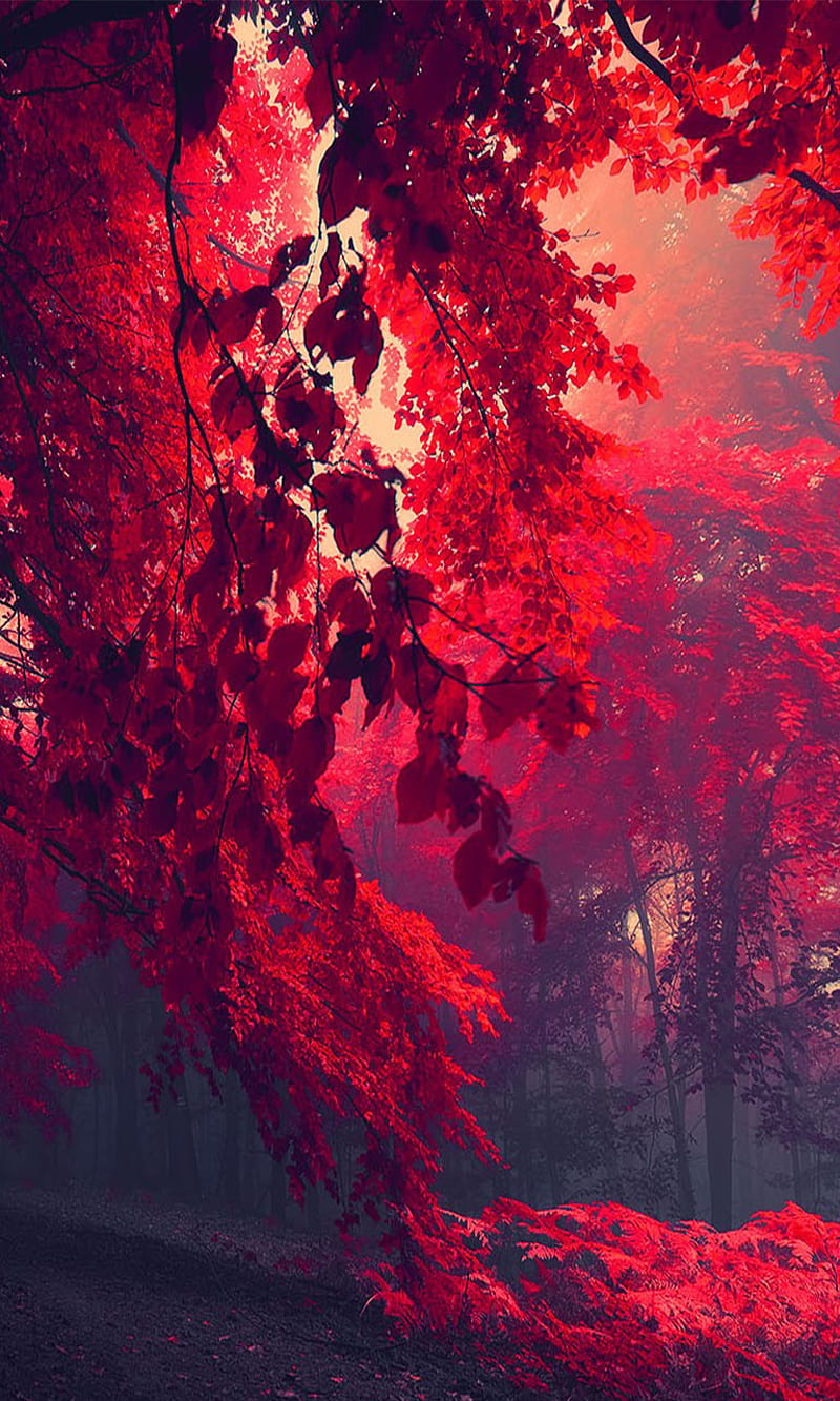 Red, leaves, HD phone wallpaper | Peakpx