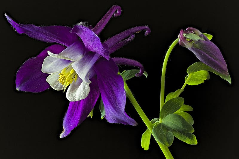 Aquilegia Saximontana, blue, purple, black, green, flower, nature, HD wallpaper