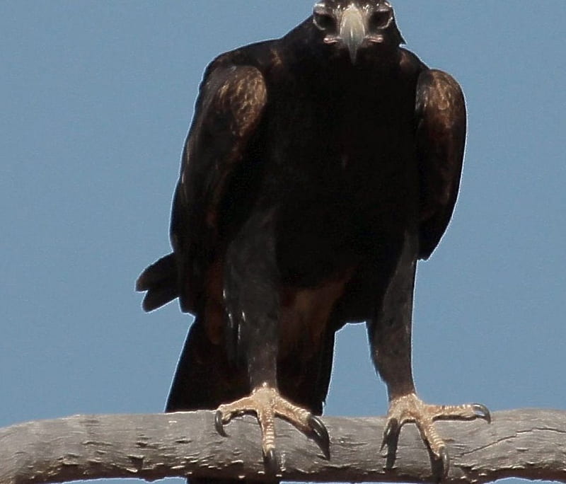 Wedge Tailed Eagle, eaglehawk, Wedge Tailed, Australia, Eagle, HD wallpaper