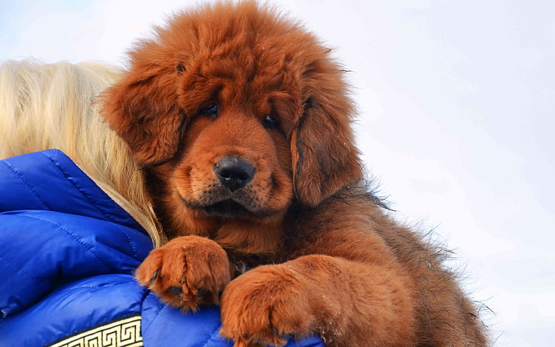 Tibetan Mastiff, brown puppy small dogs, cute little animals, dogs, Tibetan dog, HD wallpaper