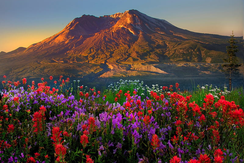 Springtime At Mt St Helens, red, bonito, sunset, volcano, valley, green, purple, Washington State, flowers, white, HD wallpaper