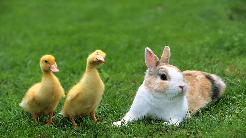 Ducks and bunny, cute, duck, grass, bunny, friends, HD wallpaper