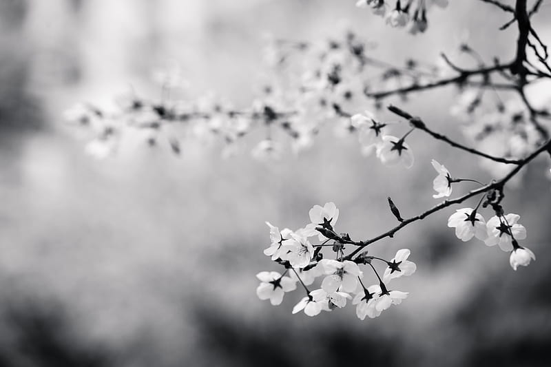Grayscale graphy of Flowers, HD wallpaper