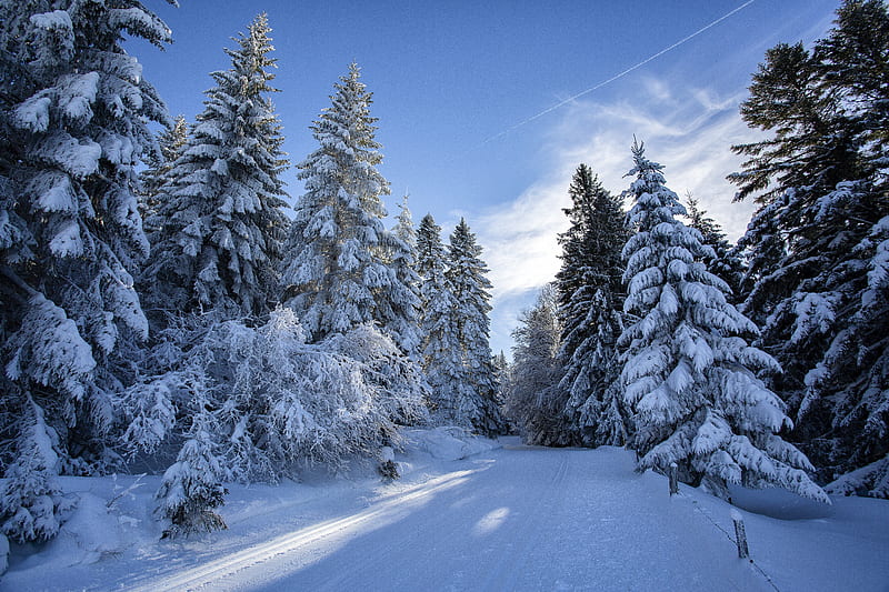 Earth, Winter, Fir Tree, Forest, Snow, HD wallpaper