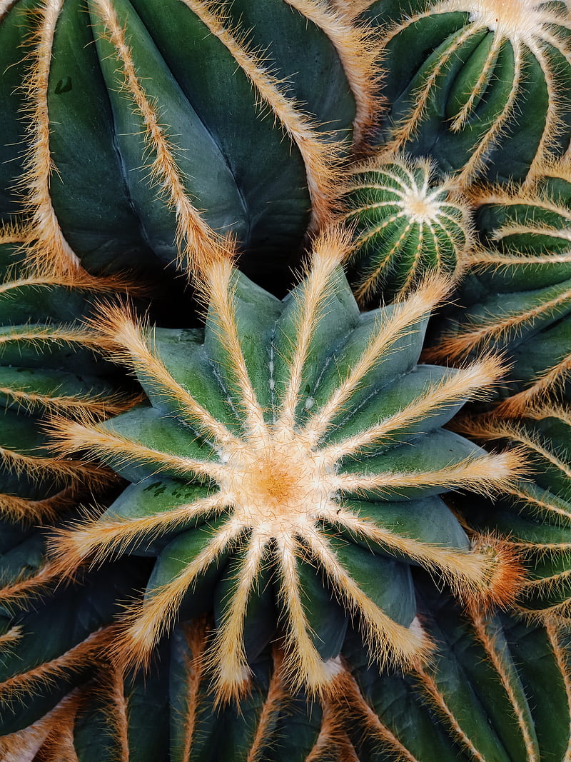 cactus, succulent, plant, prickly, macro, HD phone wallpaper