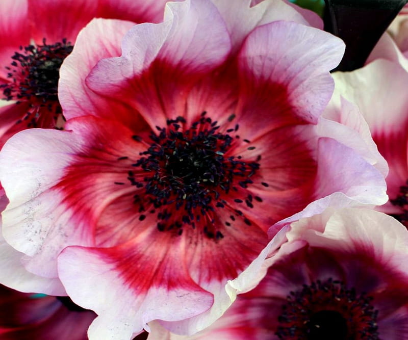 Anemone Flowers, White, Anemone, Red, Flowers, HD wallpaper