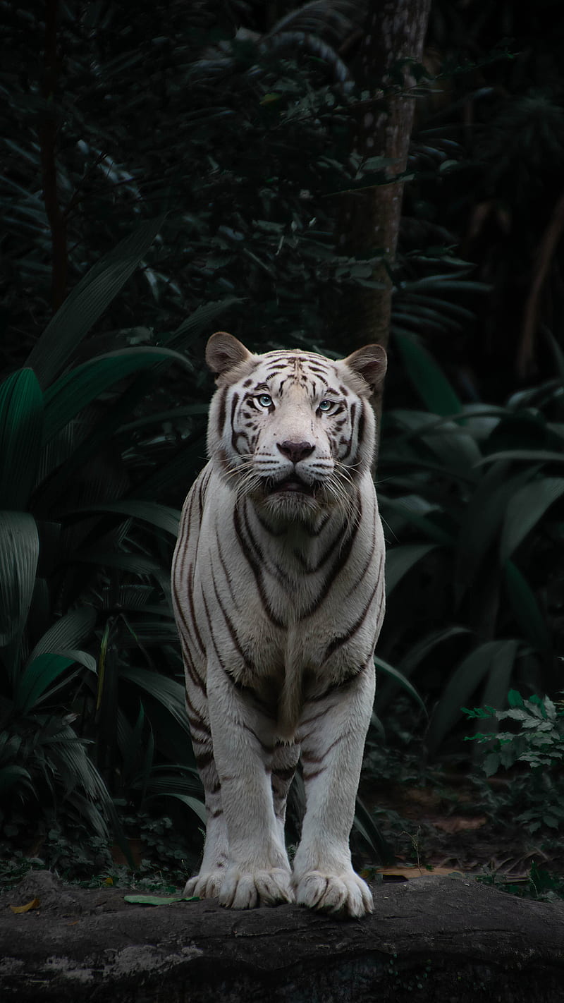 bengal tiger, tiger, big cat, predator, sight, bushes, HD phone wallpaper