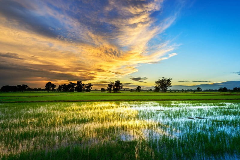 Rice Field At Sunset, water, bonito, sunset, trees, clouds, sky, field,  agriculture, HD wallpaper | Peakpx